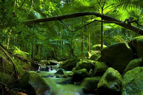 Best bushwalk with swimming spot - The Gibberagong Track. . Rainforest near me